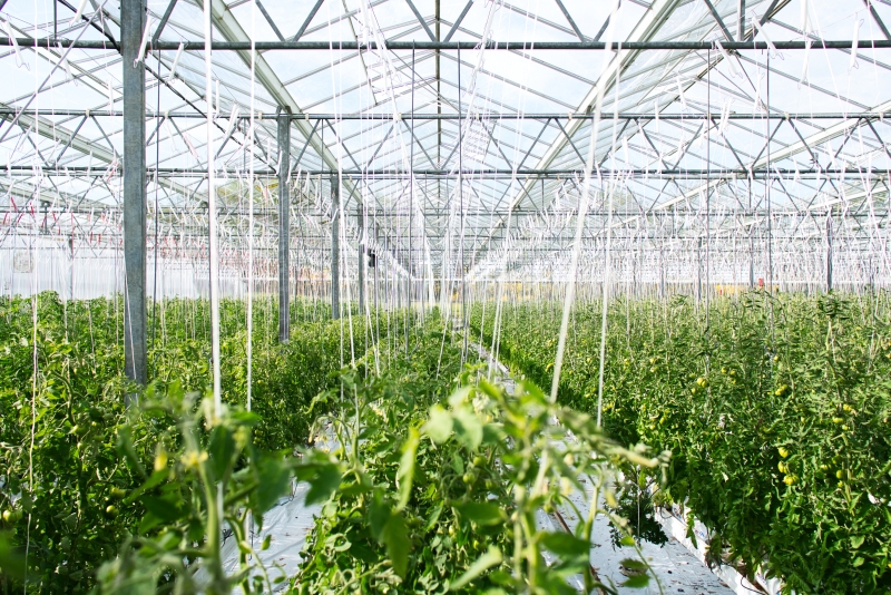 hnojenie pody humix agrocultur sklenik pestovanie zeleniny ekobyvanie sk