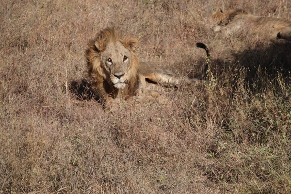 ck poznani lev safari prirodne zabery divocina afriky toptrendy