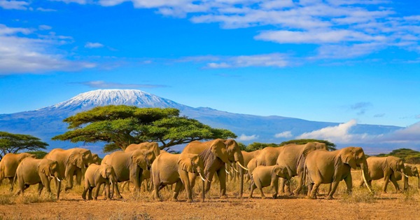 slonie stado safari lifestyle toptrendy