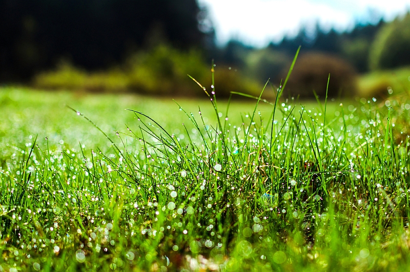 ako mat krasnu zelenu zeleny travnik spravne zavlazovanie toptrendy