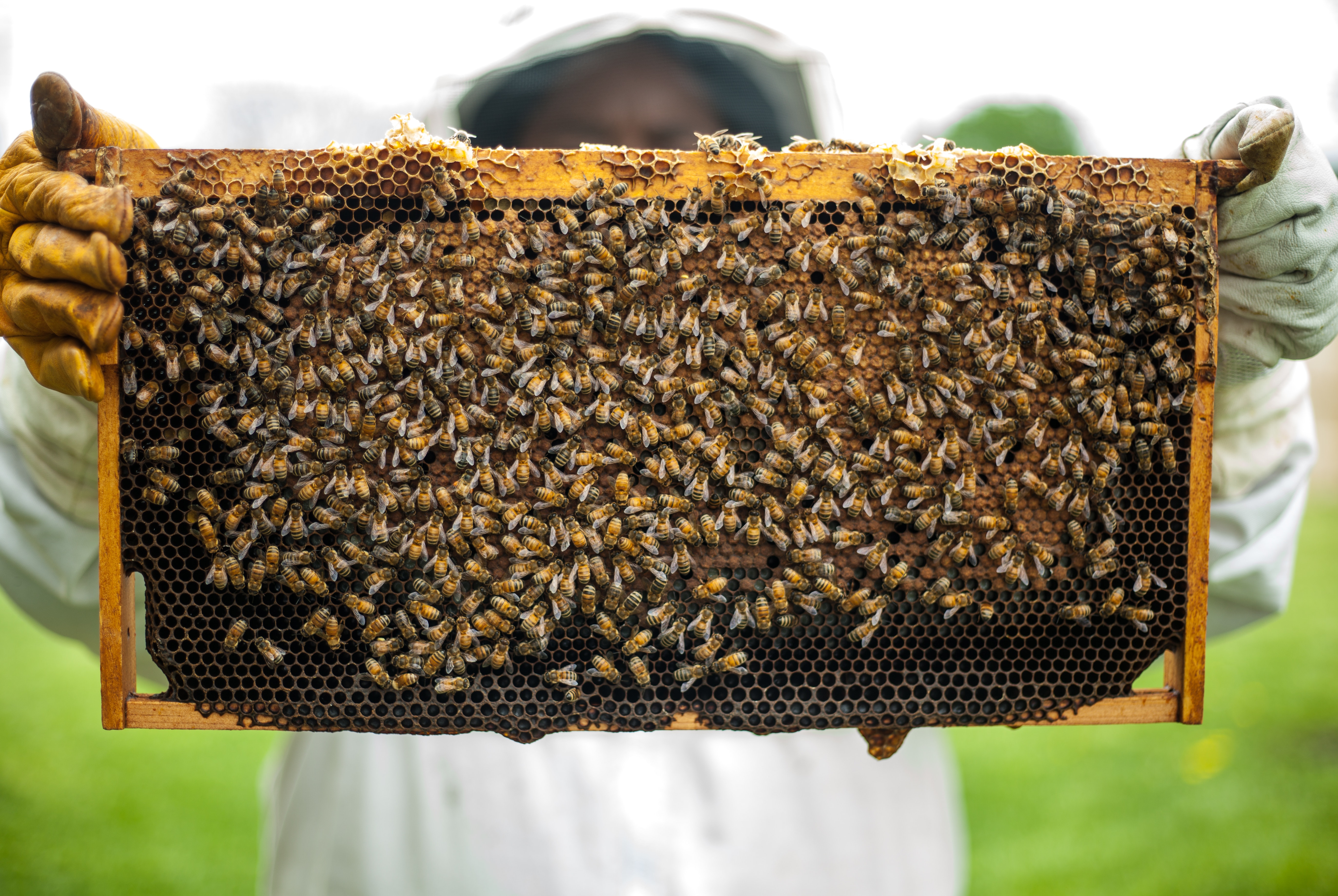 včelie farmy vcely med