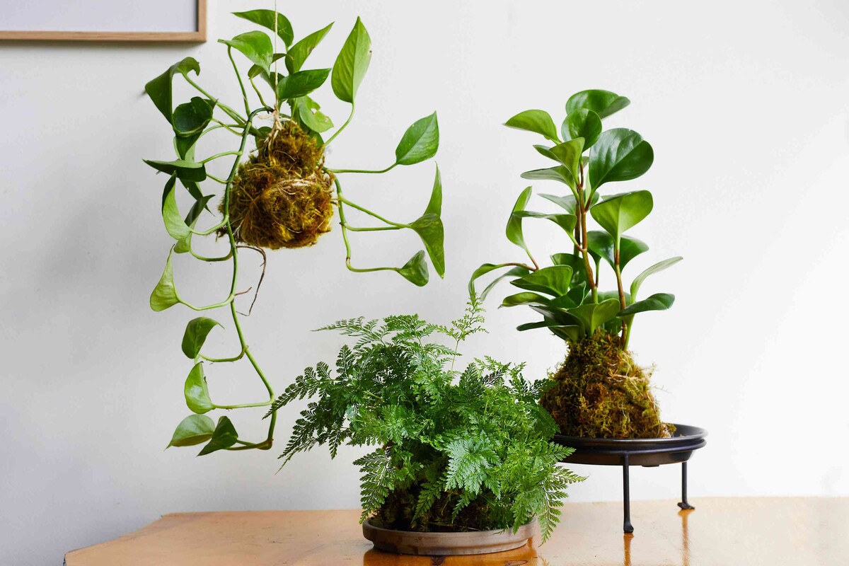 kokedama 1