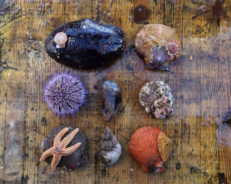 morske plody ježovka ustrice